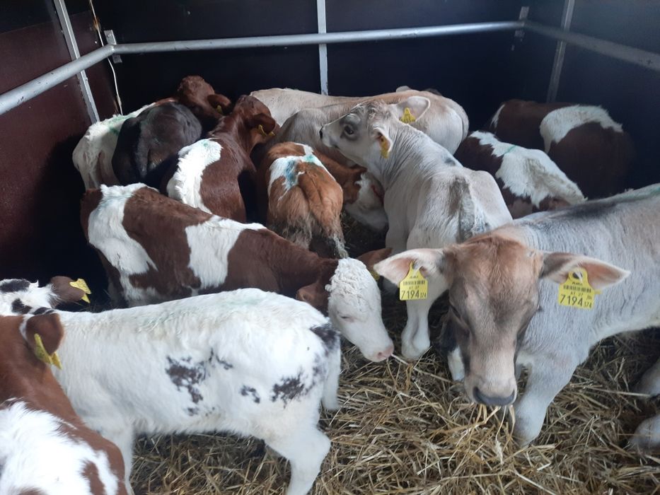 Wróblew cielaki byczki miesne