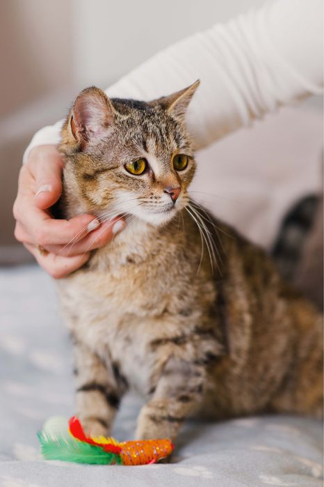 Dwu letnia Bunia szuka domu!