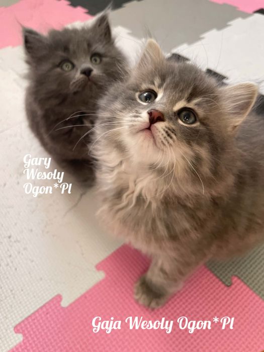 Kotka syberyjska - kocięta syberyjskie Wesoły Ogon*PL