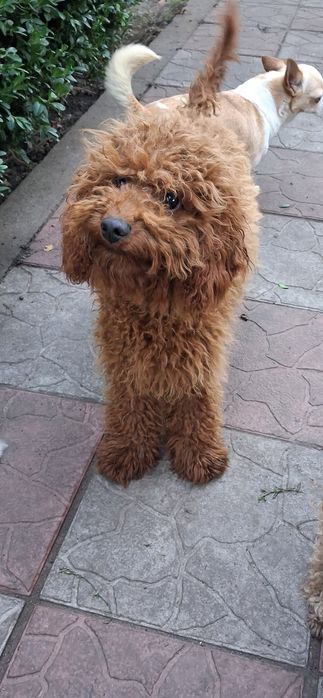 Пудель мініатюрний