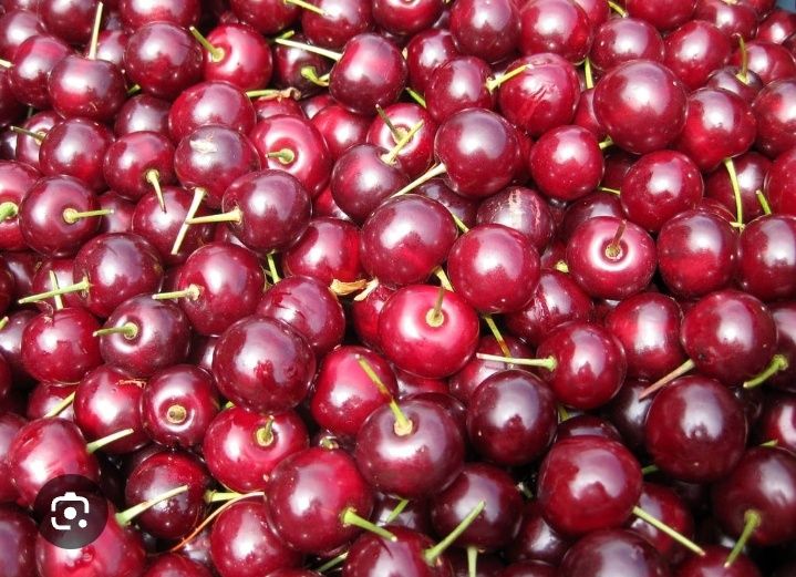 Продам черешню оптом