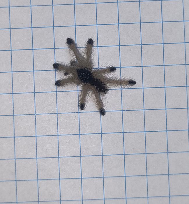 Pająk ptasznik Avicularia juruensis (ex. Peru purple) L1
