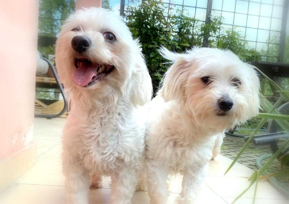 Szczeniak Maltańczyk