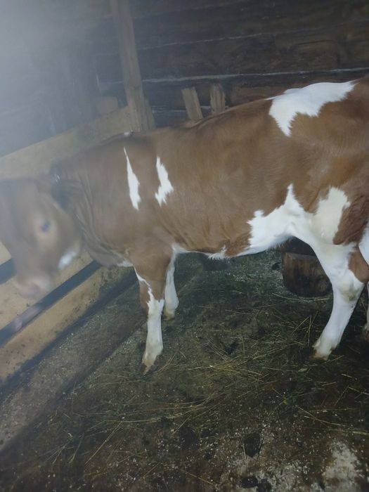 Продам телицю на тримання