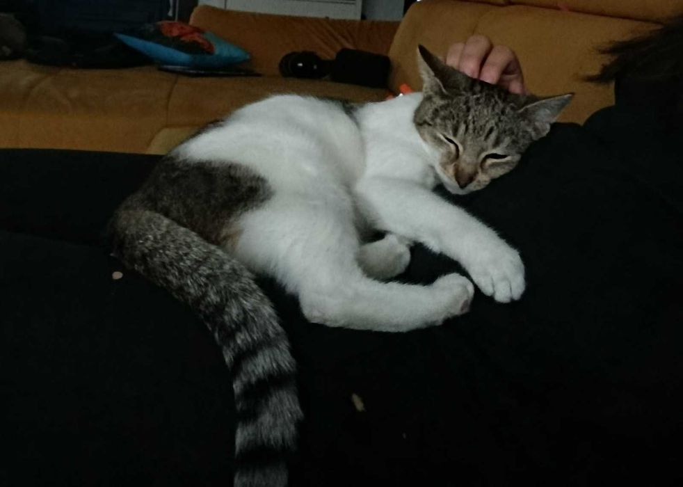 Urocza kotka szuka kochającego domu