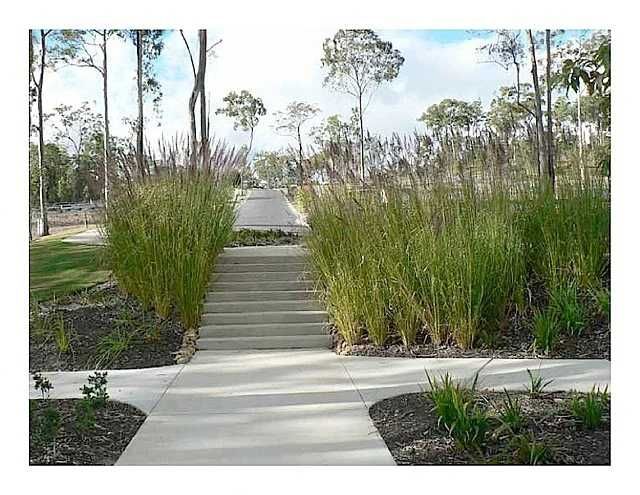 Vetiver (estacas)