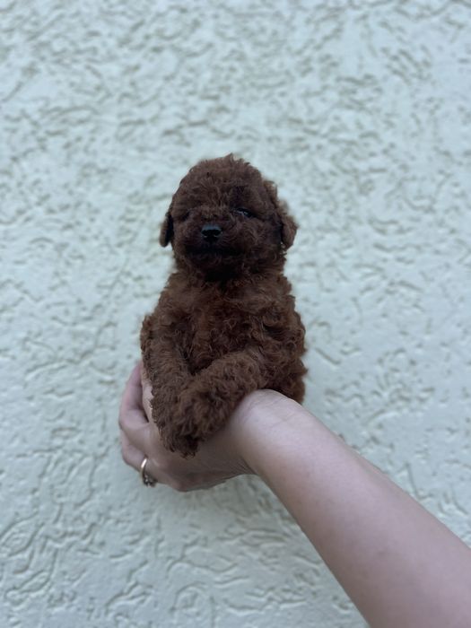 2 хлопчика Тойчики ред брауни