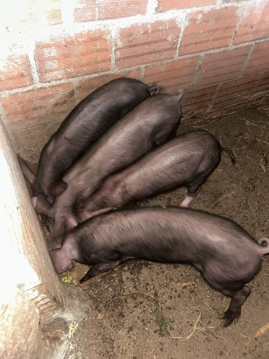 Leitões acima de 20kg
