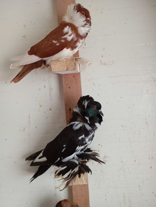 Pombos  de raça ( santys)