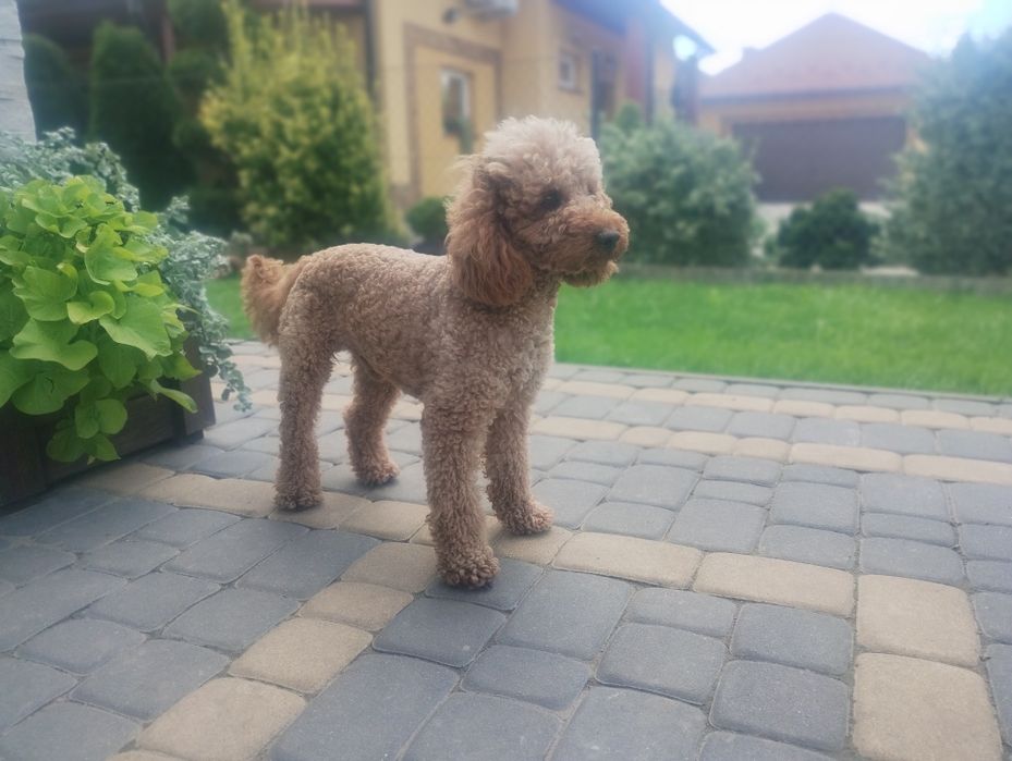 Cockapoo ( Pudel + Cocker spaniel )