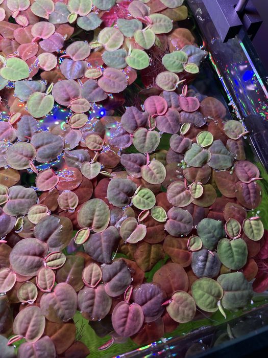 Planta aquário flutuante vermelha