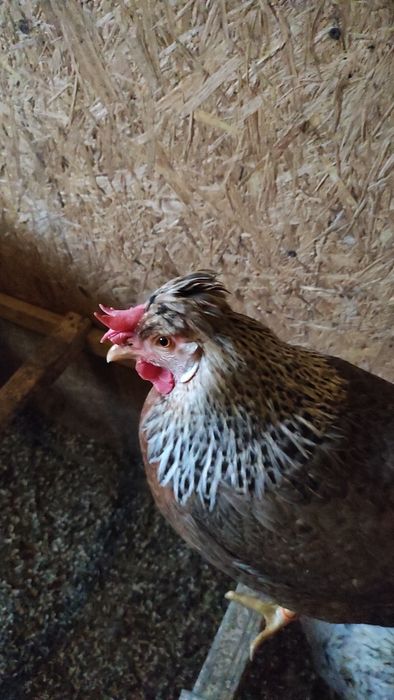 Легбар инкубационные яйца