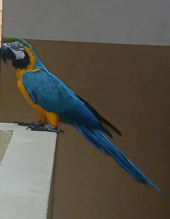 Arara Ararauna ..