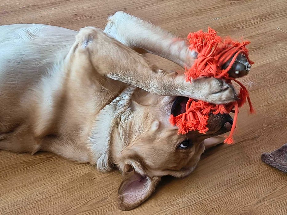 Labrador szuka nowego domu