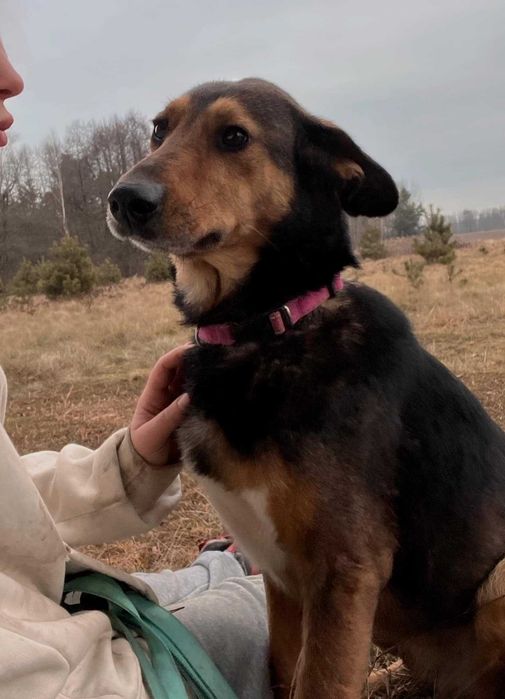 SABA  waga 15 kg waga 6 kg w schronisku w lutututowie aktualne