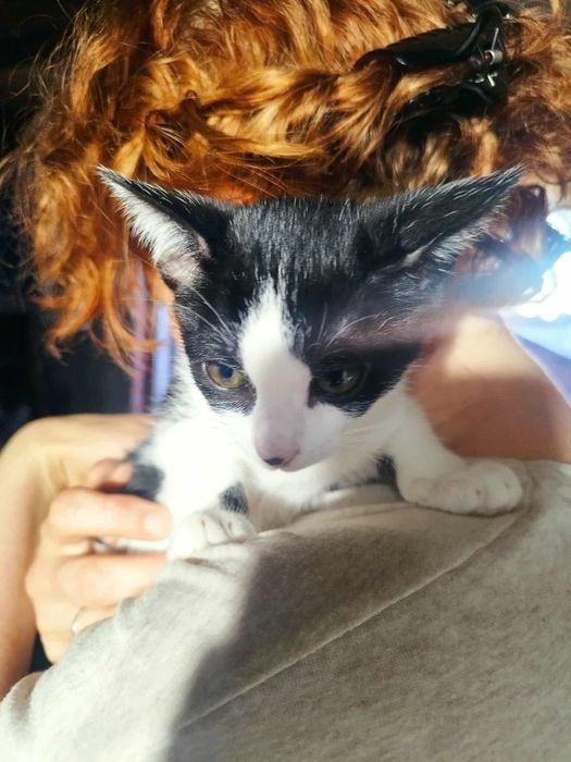 Kocięta do adopcji!