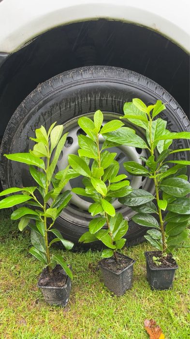 Laurowisnia novita p9 40-60 cm