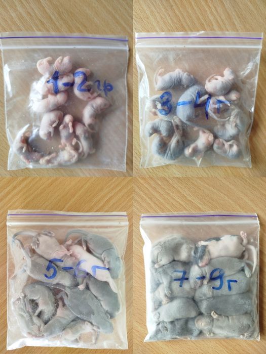 Кормовые мыши. Мыши на корм. Бегунки. Кормовые крысы. Заморозка