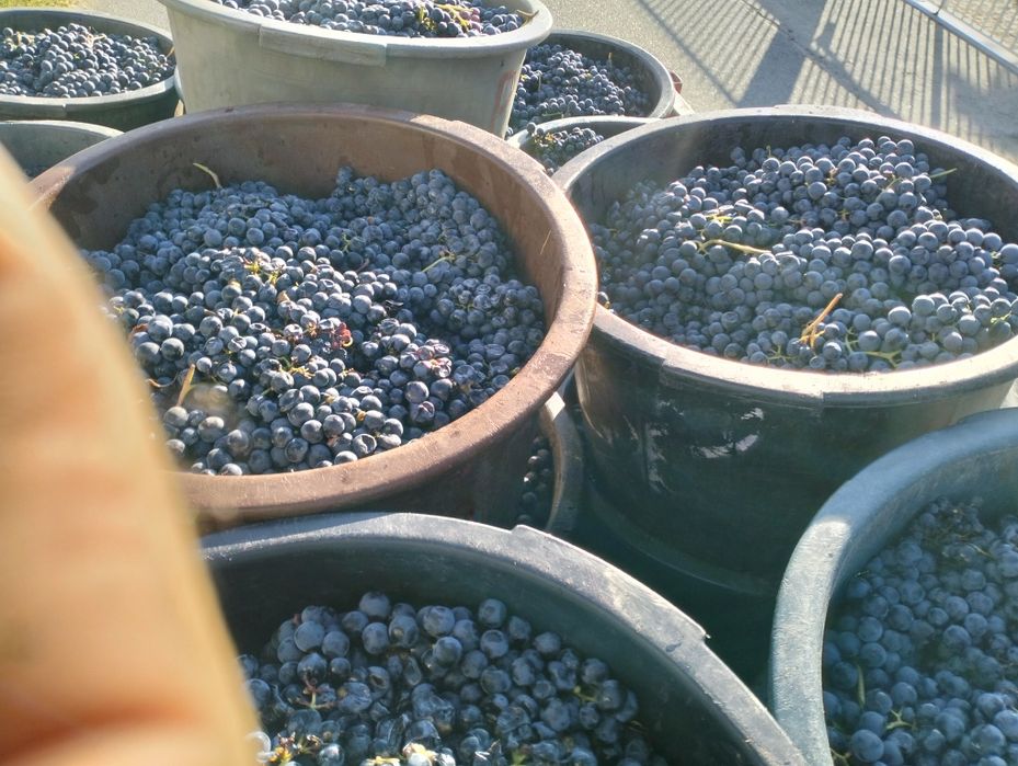Uvas casta tinto Roriz