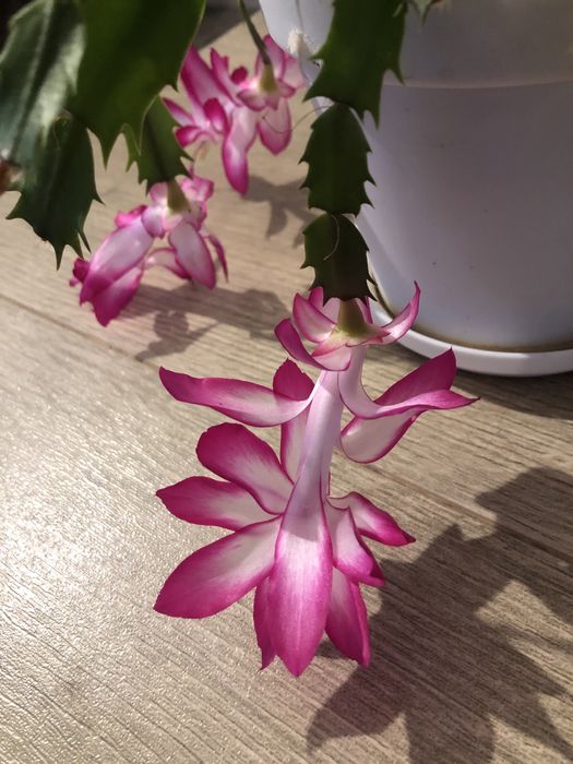 Шлюмбергера AN040