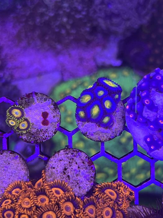 Corais baratos aquario agua salgada