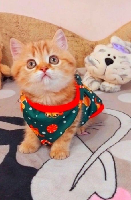 Золота шоколадна шиншила дівчинка красунечка