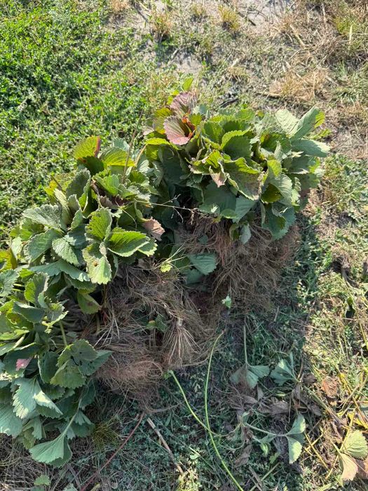 КопаніСаджанці великоплідної полуниці,Касетні