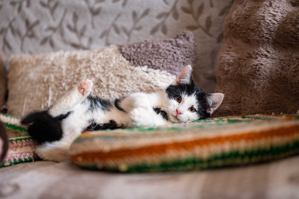 AMOREK – mały Kupidyn, który trafi prosto w Twoje serce