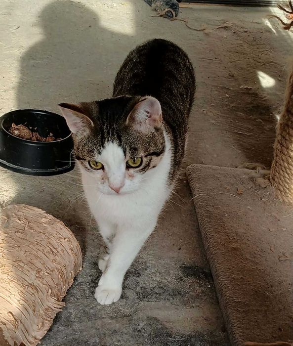 Larry młody kocurek do adopcji