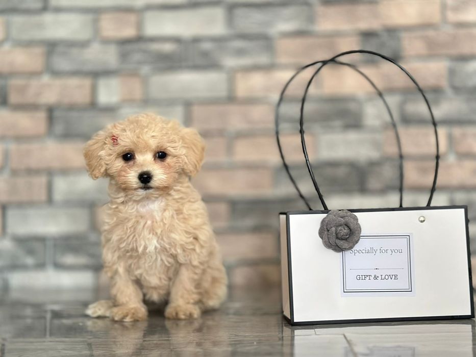 Мальтипу маленьке міні чудо, собачка мрії! Чарівні