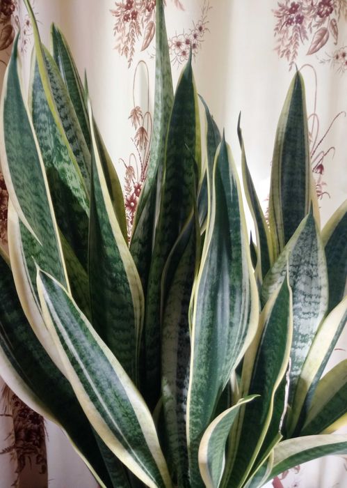 Сансевиерия Футура Суперба (Futura Superba)