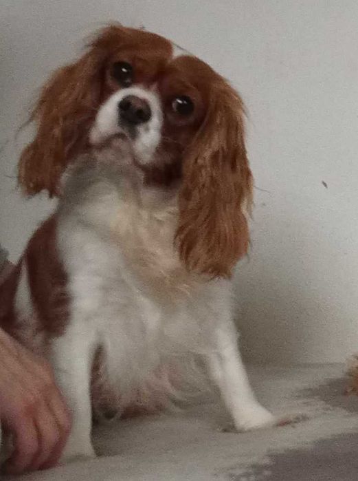 Cavapoo f1 piesek cavalier x pudel toy 11 tyg aktualne