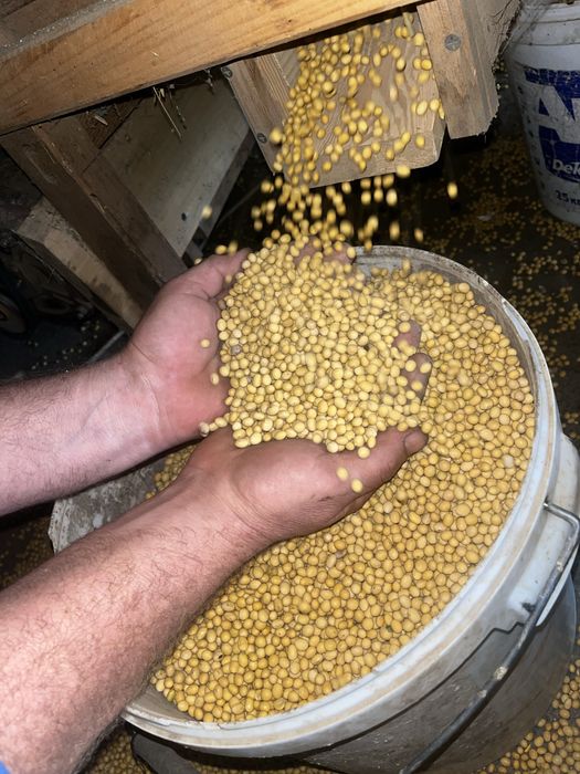 Продам ультраранню сою Ватсон