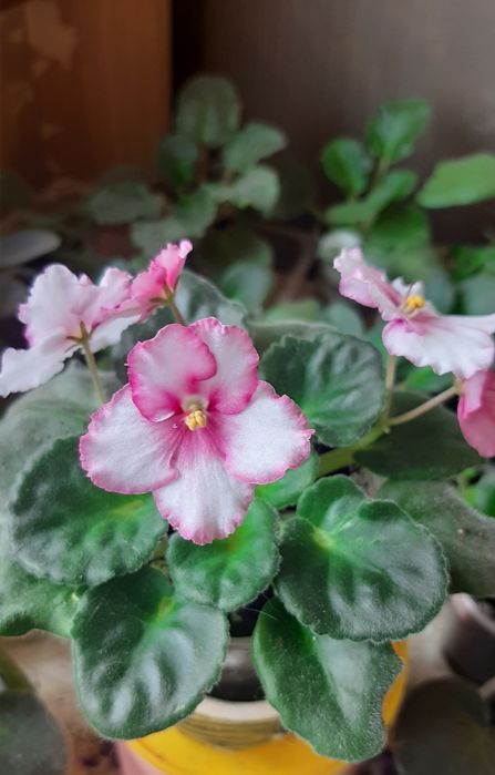 Сортовые фиалки, Взрослые растения и детки