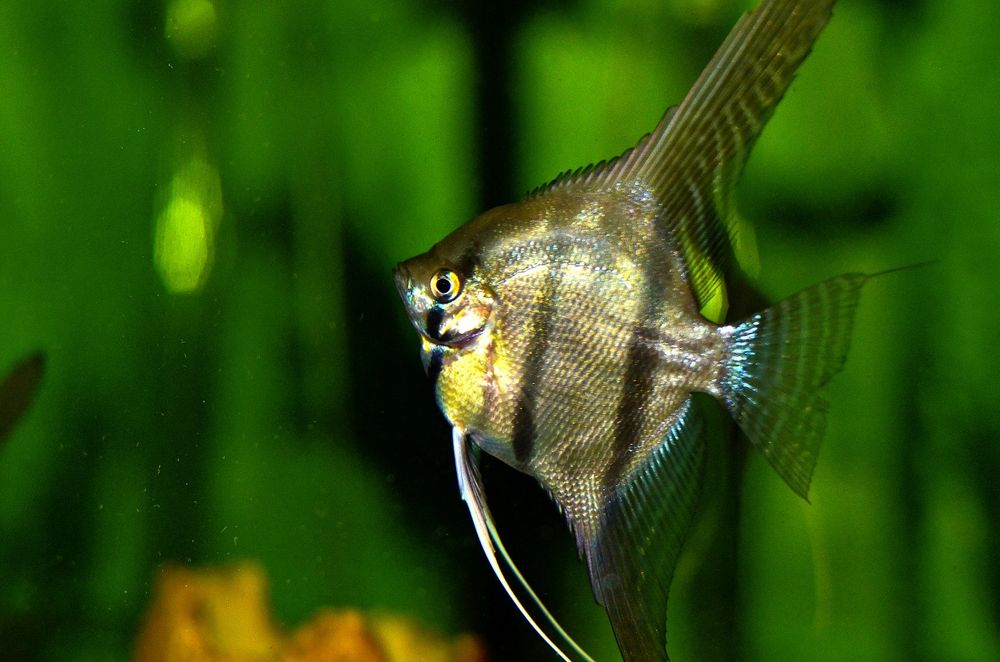 Скалярия Рио Нанай голубовато -зеленая