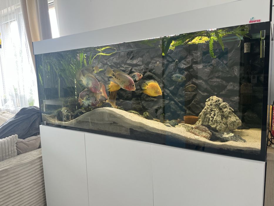 Akwarium diversa ok. 600 l 160/60/60 plus szafka pokrywa ryby filtr