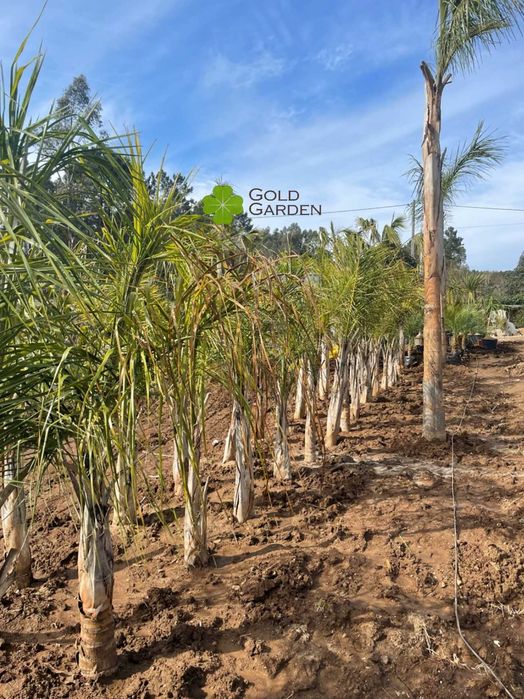 Coqueiros a partir de 1 metro de tronco!