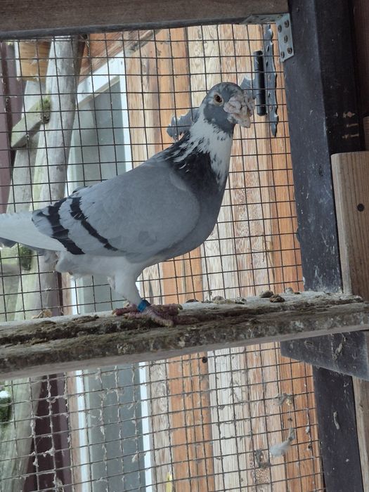 Gołebie Staropolskie