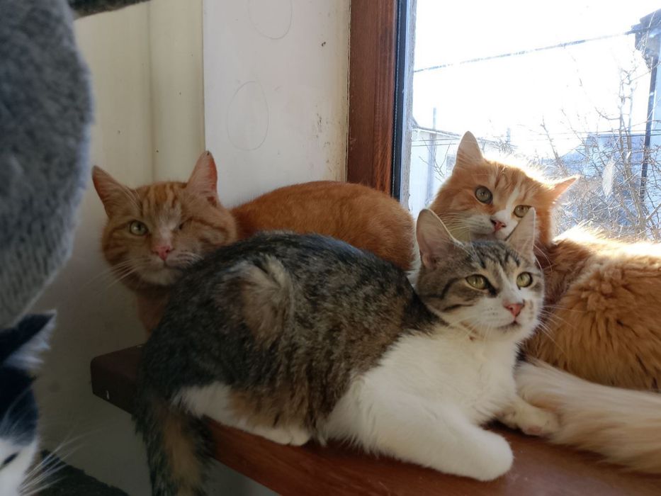Котики ищут семьи