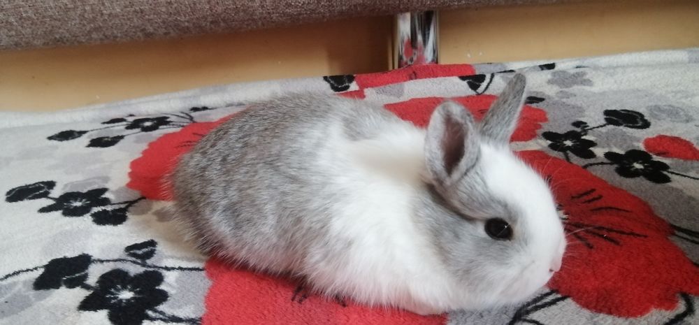 Декоративні (міні) кролики дівчатка