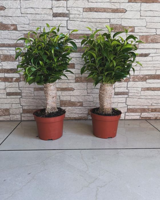 Фікус в мішковині