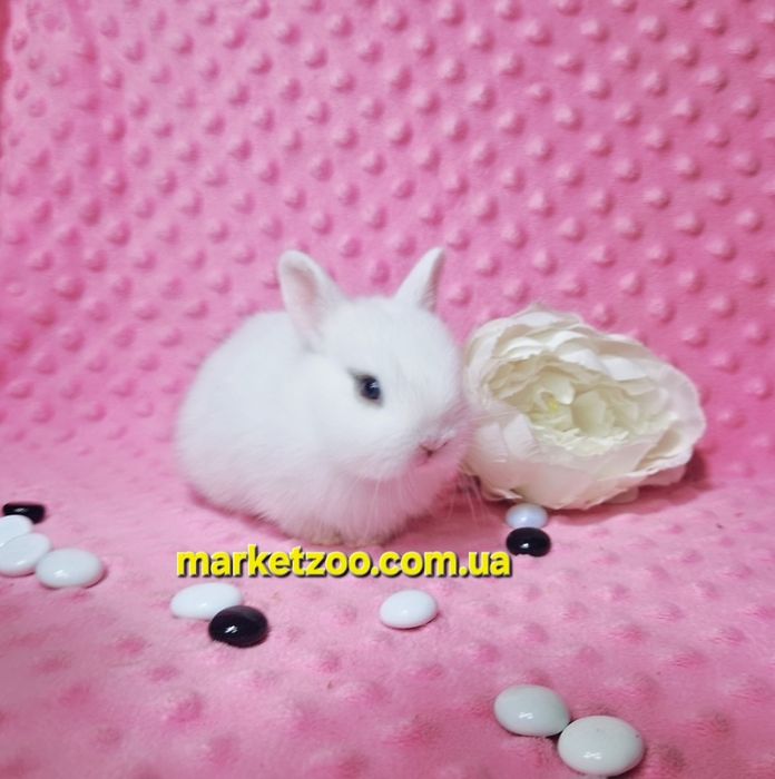 Найменші кролики в Україні!Карликовые кролики,карликові, міні ,мини