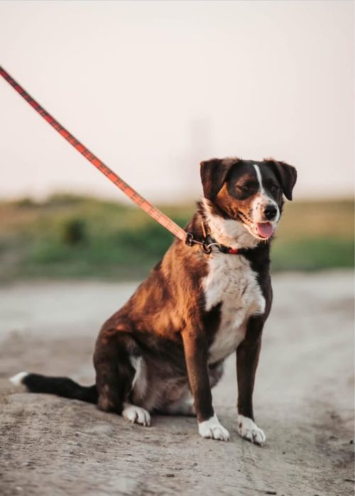 Отдаем бесплатно в добрые руки