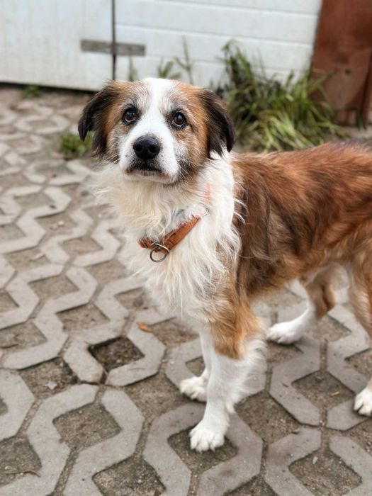 Henio - senior o wielkim sercu i dużej energii