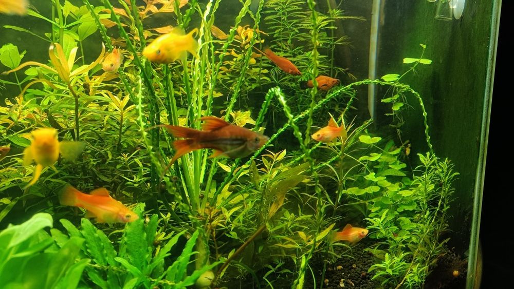 Mieczyki   różne odmiany 4-6 cm