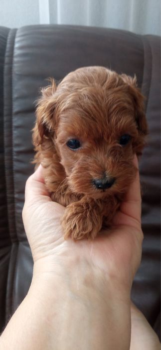 Той пудель дівчинка