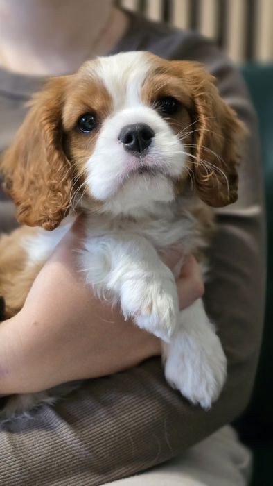 Cavalier Knig Charles Spaniel, chłopczyk ZKwP FCI
