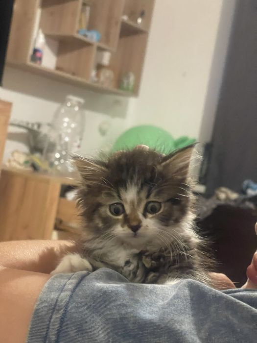 Продам сибірське кошеня