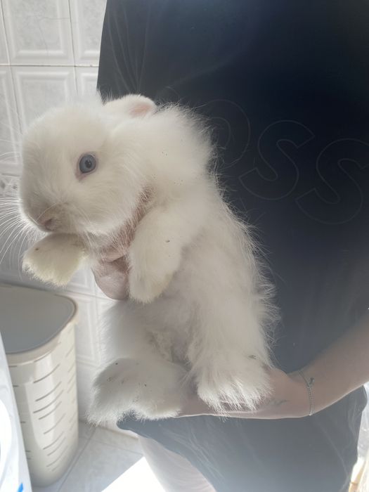 Coelho Anão Lionhead Branco – 3 Meses