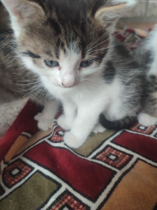 В добрі руки місто Ромни